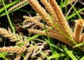 Managing Arsenic-Rich Plant Biomass: Current Trends and Future