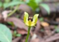 New Plant Species Discovered in Arunachal Pradesh!
