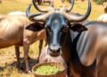 Optimizing Namibian Bush Feed for Ruminants: Challenges & Prospects