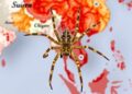Orogeny Fuels Spider Family Diversification in Asia
