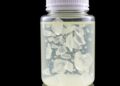 Revolutionary Biodegradable PET Alternative Achieves Unprecedented Bioproduction Levels