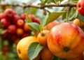 Revolutionizing Fruit Waste: Traditional and AI Solutions