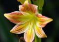 Unlocking Amaryllidaceae: Hidden Chemistry and Biology