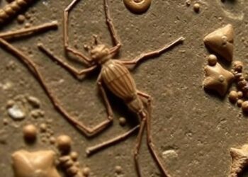 Ancient Fossil Sheds Light on the Early Evolution of Mosquitoes