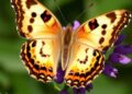 Decoding the Painted Lady Butterfly’s Mitochondrial Genome