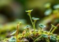 Scientists Create Fast, Scalable In Planta Directed Evolution Platform