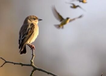 Traffic noise and land clearance threaten bird survival, study reveals