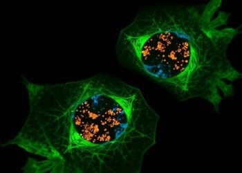 Tracking TGF-β and Tumor Changes After BCG
