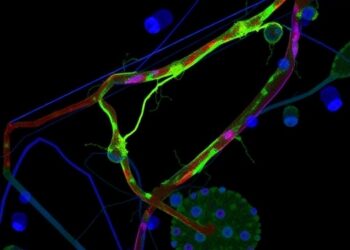 β-Cell IRE1α/XBP1 Pathway in Diabetic Mice