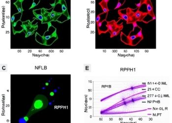 RPPH1 Drives High-Risk AML via NF-κB, Th17