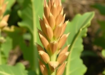 Assessing Tobacco Genotypes’ Tolerance to Egyptian Broomrape
