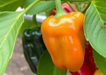 Biocontrol Strategies Against Fusarium Wilt in Chili Peppers