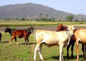 Cattle Production Systems in Central Ethiopia’s Gurage Region