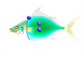 Comparing PCR Methods for Accurate Euphausia pacifica ID