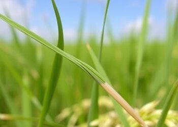 Cyanobacteria Seed Coatings Boost Rice Germination and Nutrition