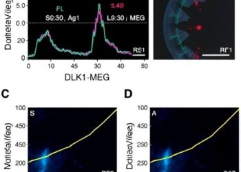 DLK1-MEG3 Methylation Linked to Small Gestational Age