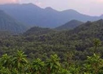 Sustainable Equatorial Forest Management: A Decision-Making Framework