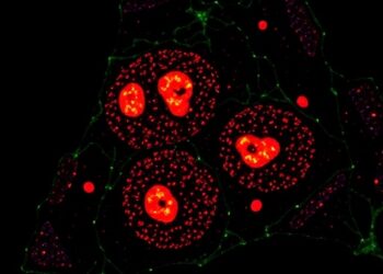 Tumor PD-L1 Triggers β2m Degradation to Evade Immunity