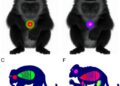 New Aβ-Tracking PET Radiotracer Revolutionizes Imaging in Monkeys