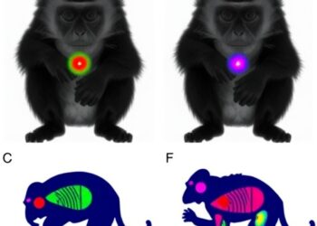 New Aβ-Tracking PET Radiotracer Revolutionizes Imaging in Monkeys