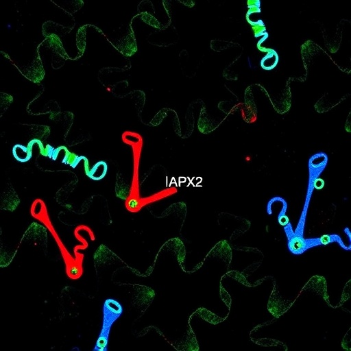 APX2’s Role in Rice Tiller Growth and Metabolism