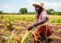Adapting to Climate Change: Insights for Ghana’s Smallholder Farmers