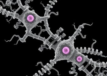 Addendum: Cryo-EM Reveals RNA-Rich Plant Mito Ribosome