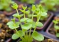Arabidopsis Proteins Boost Calcium Uptake for Stress Tolerance