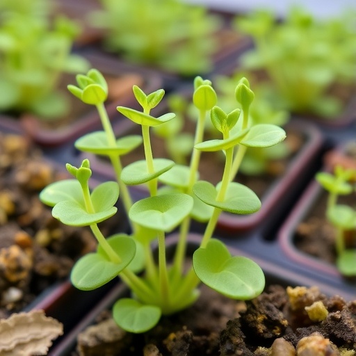 Arabidopsis Proteins Boost Calcium Uptake for Stress Tolerance