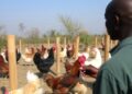 Assessing Chicken Farming Methods in Gursum, Ethiopia
