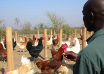 Assessing Chicken Farming Methods in Gursum, Ethiopia