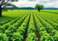 Bridging Farmland Biodiversity Gaps with Digital Agriculture