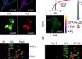 CFAP20 Rescues Stalled RNAPII During Replication