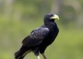 Caracaras: A New Model for Avian Intelligence