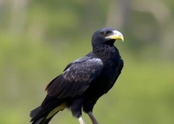 Caracaras: A New Model for Avian Intelligence
