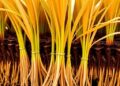Carotenoids Boost Rice Root Adaptation and Iron Uptake