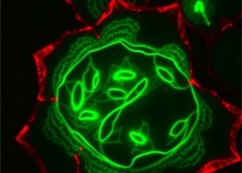Circ_0008219 Modulates Goat Granulosa Cell Growth and Death