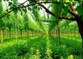 Clumped Canopy Boosts Crop Yield, Cuts N2O Emissions