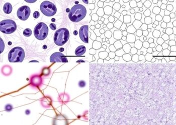 Comparing Microscopy, LAMP, PCR for Detecting Bovine Babesiosis