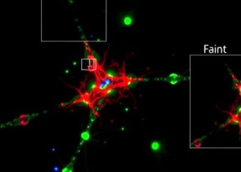 Decoupling Point Spread Functions in Fluorescence Microscopy