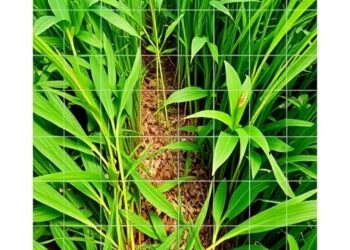 Deep Learning Boosts Weed and Rice Detection from UAVs