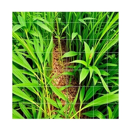 Deep Learning Boosts Weed and Rice Detection from UAVs