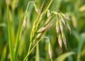 Discovering NHX Gene Family in Oats