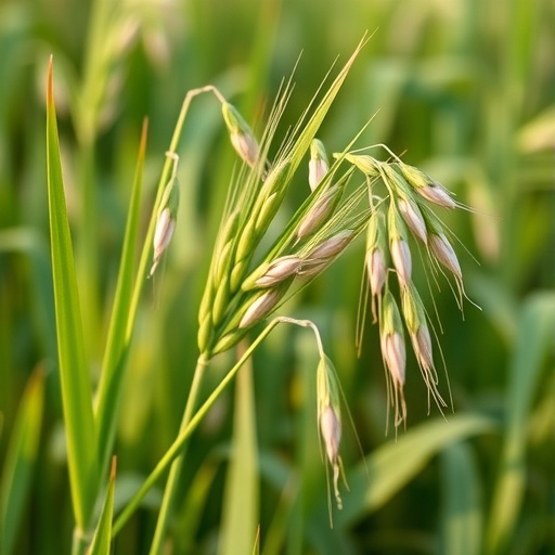 Discovering NHX Gene Family in Oats