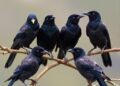 Diverse Calls Reveal Jackdaw Individuality and Variability