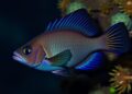 Dusky Damselfish Navigate Challenging Detour Tasks Successfully