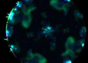 ELISA with T. gondii Peptide Detects Sheep Toxoplasmosis