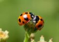 Elytral Chemistry Disrupts, But Doesn’t Halt Ladybird Mating