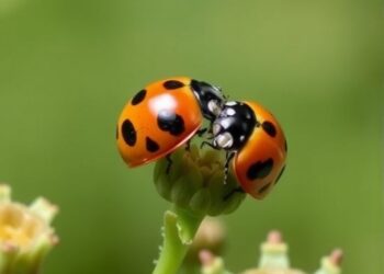 Elytral Chemistry Disrupts, But Doesn’t Halt Ladybird Mating