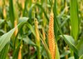 Enhancing Maize Yield Prediction in Uganda with CNN-LSTM